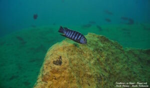 Tropheops sp.'higga'